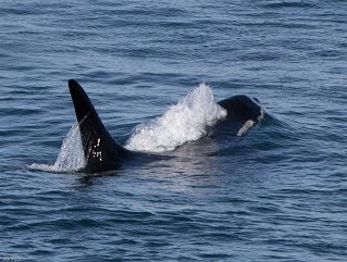 Orca breaching and blowing bubbles
