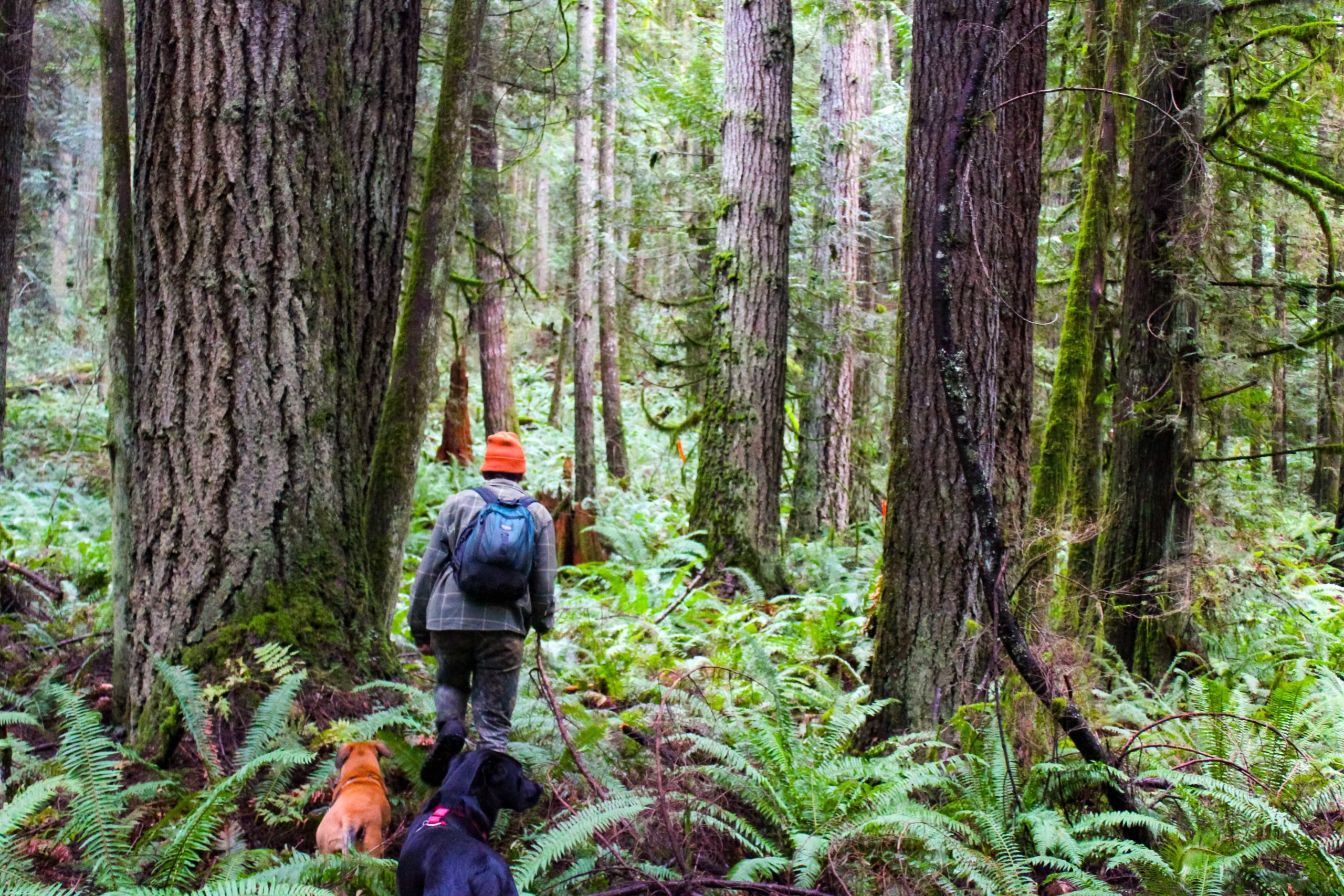 person hiking through an old doug-fir forest with two dogs trailing behind