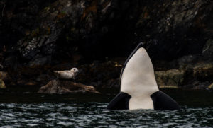 Orca Spy hoping to see Harbor seal sitting on rock.