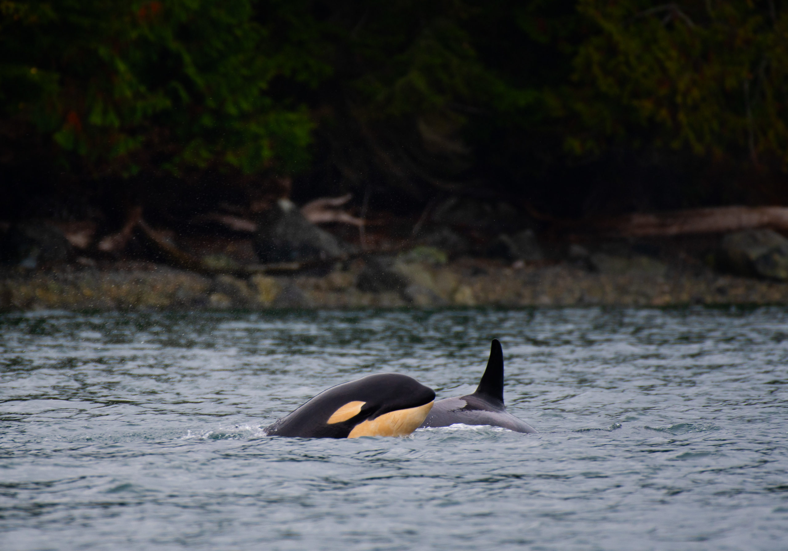 The Orca: Studying pollution with... poop? - RE Sources