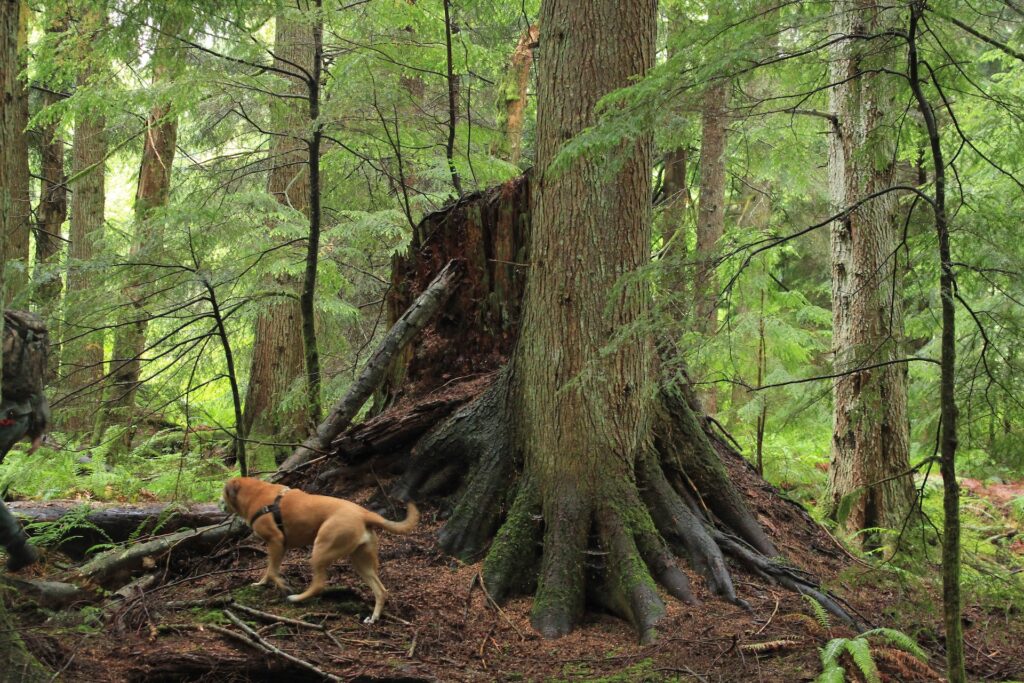 A large tree in a forest with a dog walking by it