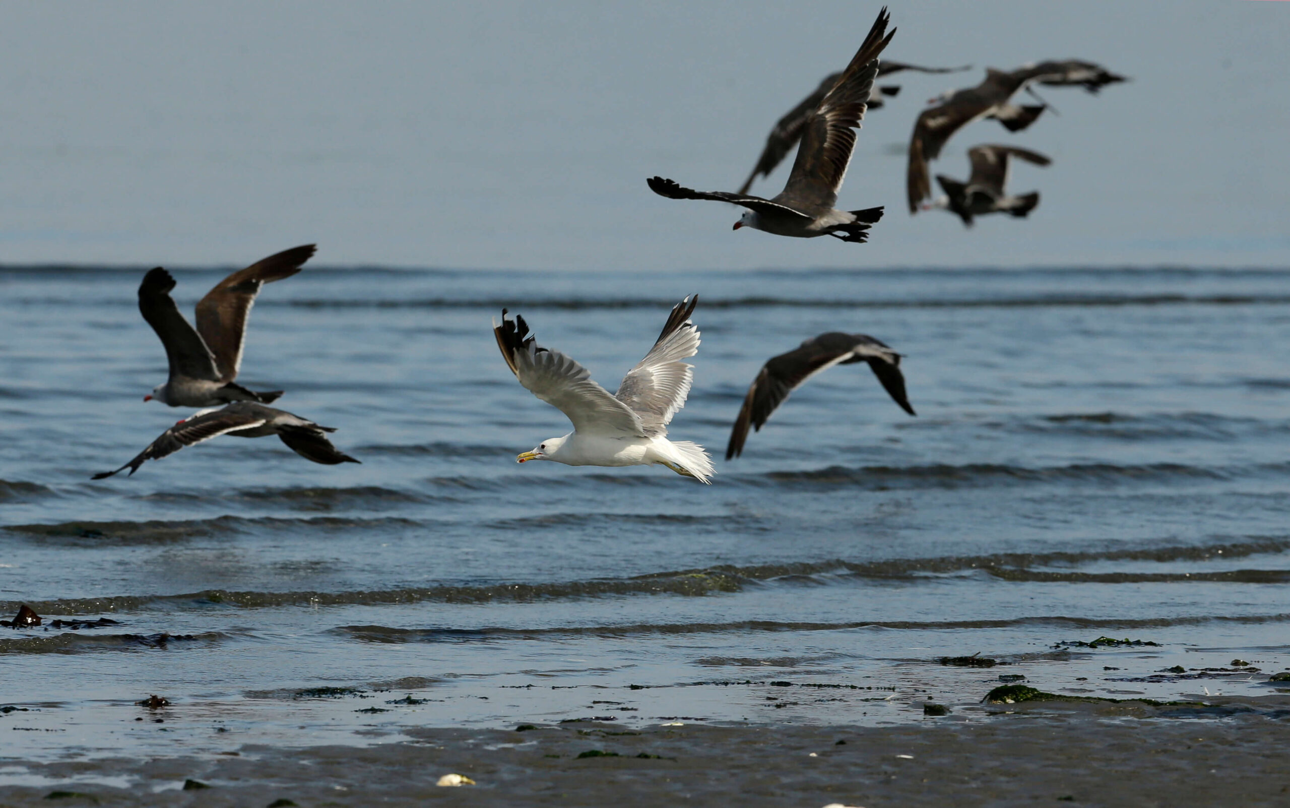 Several seagulls taking off flying from a beach